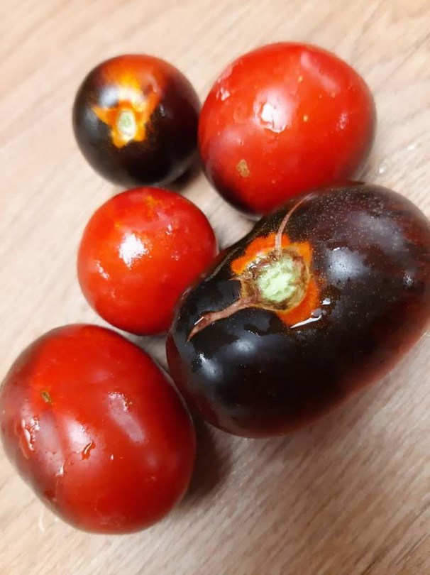 Clackamas Blueberry paradicsom - Paradicsom különlegességek az Egzotikus Növények Stúdiója kínálatából